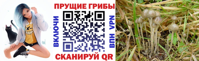 Псилоцибиновые грибы Psilocybine cubensis  наркота  Усолье 